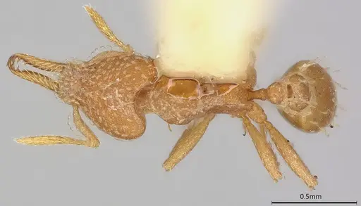 Strumigenys connectens specimen CASTYPE06884 image castype06884_2