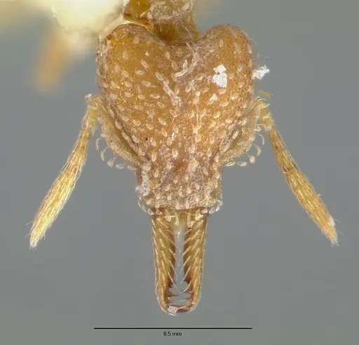 Strumigenys connectens specimen CASTYPE06884 image castype06884_3