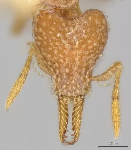 Strumigenys connectens specimen CASTYPE06884 image castype06884_4