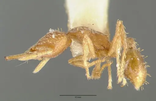 Strumigenys connectens specimen CASTYPE06884 image castype06884_5