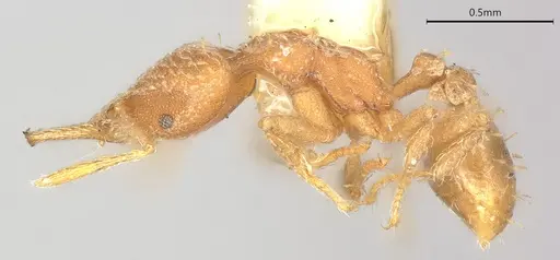 Strumigenys connectens specimen CASTYPE06884 image castype06884_6