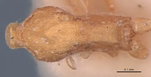 Strumigenys connectens specimen MZSP63092 image mzsp63092_1