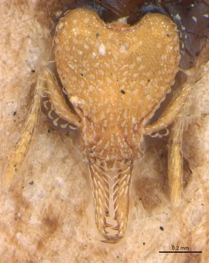 Strumigenys connectens specimen MZSP63092 image mzsp63092_2