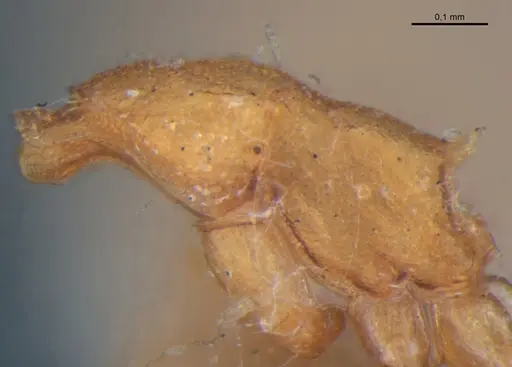 Strumigenys connectens specimen MZSP63092 image mzsp63092_4