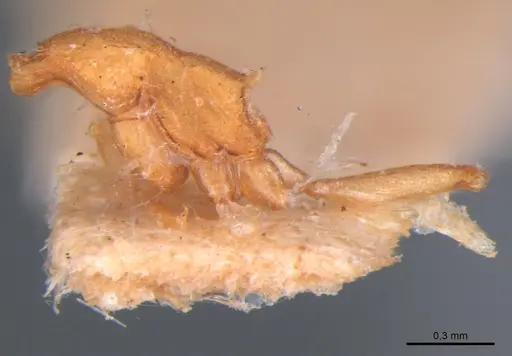 Strumigenys connectens specimen MZSP63092 image mzsp63092_5
