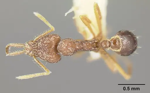 Strumigenys consanii specimen INBIOCRI001284017 image inbiocri001284017_1