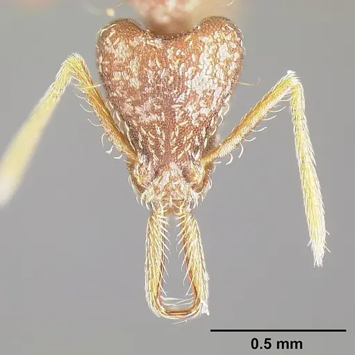 Strumigenys consanii specimen INBIOCRI001284017 image inbiocri001284017_2