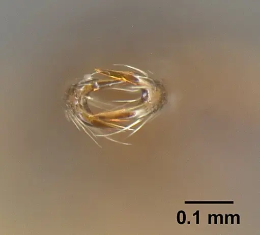 Strumigenys consanii specimen INBIOCRI001284017 image inbiocri001284017_3