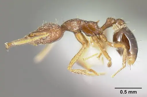 Strumigenys consanii specimen INBIOCRI001284017 image inbiocri001284017_4