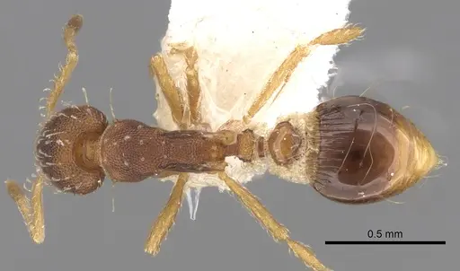Strumigenys conspersa specimen CASENT0281986 image casent0281986_1