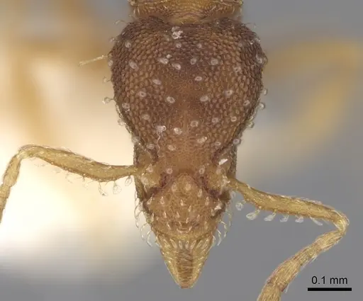 Strumigenys conspersa specimen CASENT0281986 image casent0281986_2