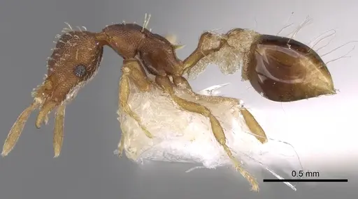 Strumigenys conspersa specimen CASENT0281986 image casent0281986_3