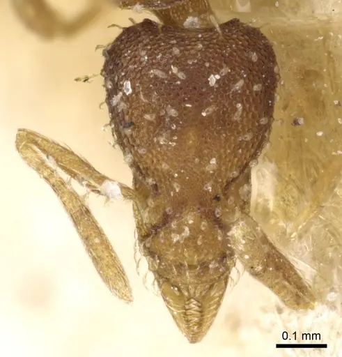 Strumigenys conspersa specimen CASENT0904960 image casent0904960_2