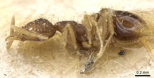 Strumigenys conspersa specimen CASENT0904960 image casent0904960_3
