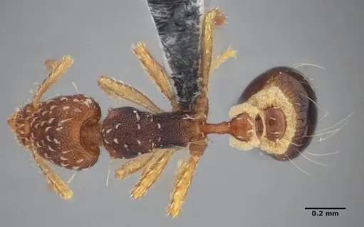 Strumigenys conspersa specimen UFV-LABECOL-000112 image ufv-labecol-000112_1