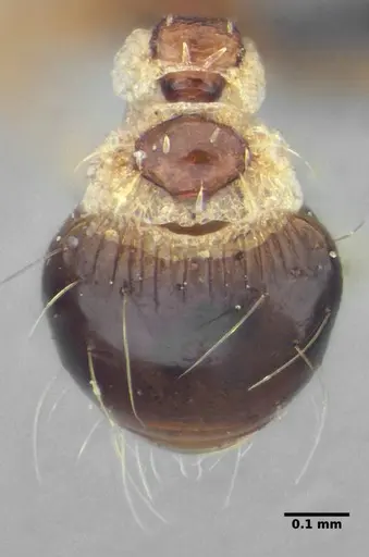 Strumigenys conspersa specimen UFV-LABECOL-000112 image ufv-labecol-000112_2