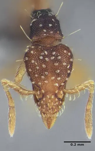 Strumigenys conspersa specimen UFV-LABECOL-000112 image ufv-labecol-000112_3