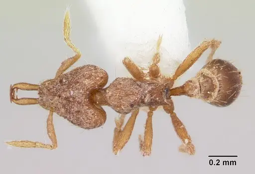 Strumigenys conturba specimen CASENT0102639 image casent0102639_1