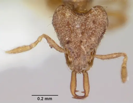 Strumigenys conturba specimen CASENT0102639 image casent0102639_2
