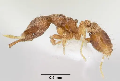Strumigenys conturba specimen CASENT0102639 image casent0102639_3