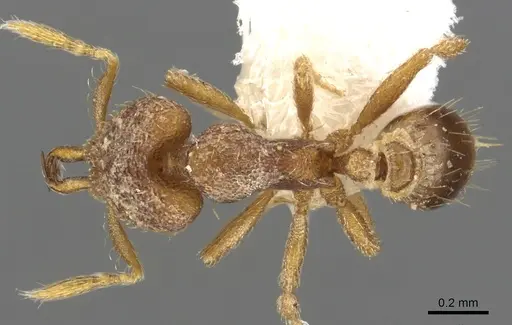 Strumigenys conturba specimen CASENT0900893 image casent0900893_1