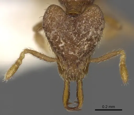 Strumigenys conturba specimen CASENT0900893 image casent0900893_2
