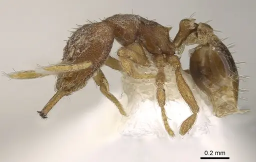 Strumigenys conturba specimen CASENT0900893 image casent0900893_3