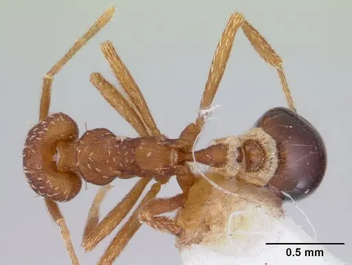 Strumigenys cordovensis specimen CASENT0178642 image casent0178642_1