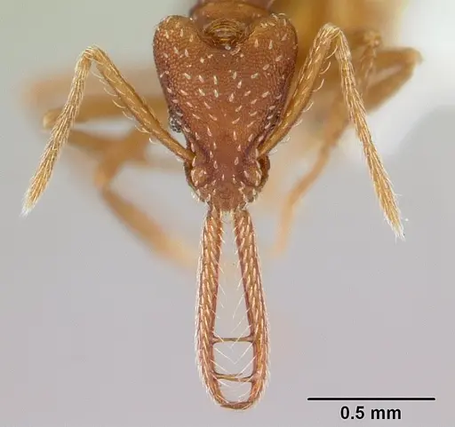 Strumigenys cordovensis specimen CASENT0178642 image casent0178642_2