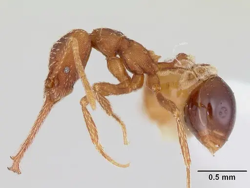 Strumigenys cordovensis specimen CASENT0178642 image casent0178642_3