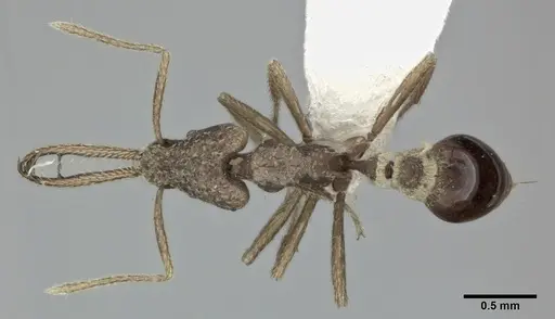 Strumigenys cordovensis specimen CASENT0246143 image casent0246143_1