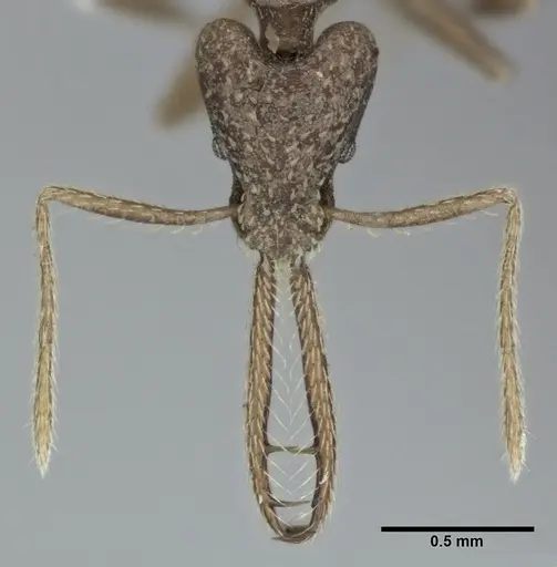 Strumigenys cordovensis specimen CASENT0246143 image casent0246143_2