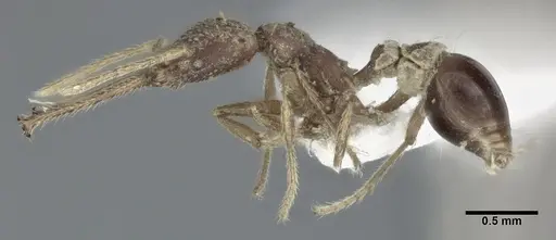 Strumigenys cordovensis specimen CASENT0246143 image casent0246143_3