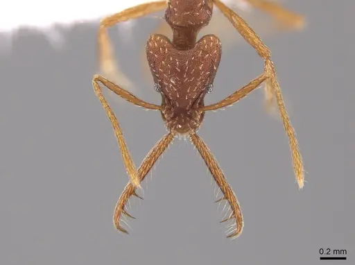 Strumigenys cordovensis specimen CASENT0650752 image casent0650752_2