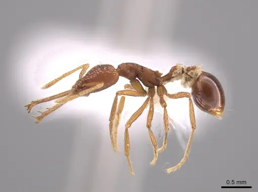 Strumigenys cordovensis specimen CASENT0650752 image casent0650752_3
