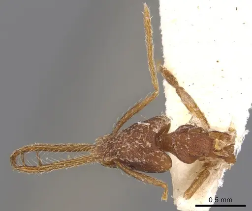 Strumigenys cordovensis specimen CASENT0900430 image casent0900430_1