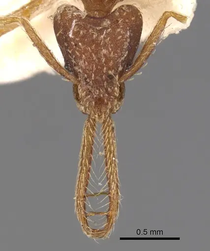 Strumigenys cordovensis specimen CASENT0900430 image casent0900430_2