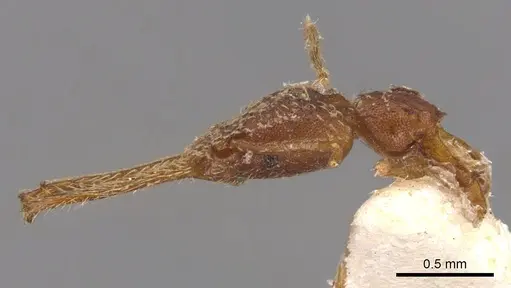 Strumigenys cordovensis specimen CASENT0900430 image casent0900430_3