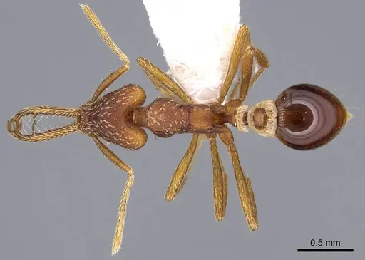 Strumigenys cordovensis specimen CASENT0914732 image casent0914732_1