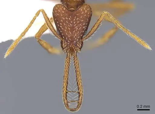 Strumigenys cordovensis specimen CASENT0914732 image casent0914732_2