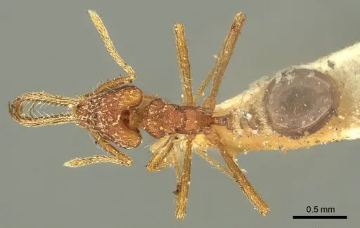 Strumigenys cordovensis specimen CASENT0915689 image casent0915689_1