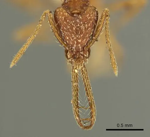 Strumigenys cordovensis specimen CASENT0915689 image casent0915689_2