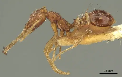 Strumigenys cordovensis specimen CASENT0915689 image casent0915689_3