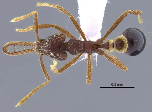 Strumigenys cordovensis specimen CBUMAGENT41681 image cbumagent41681_1