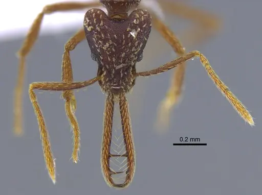 Strumigenys cordovensis specimen CBUMAGENT41681 image cbumagent41681_2