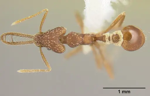 Strumigenys cordovensis specimen JTLC000006964 image jtlc000006964_1