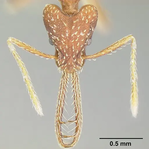 Strumigenys cordovensis specimen JTLC000006964 image jtlc000006964_2