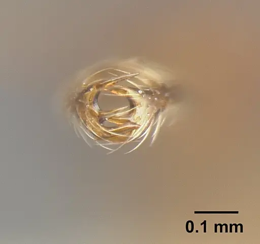 Strumigenys cordovensis specimen JTLC000006964 image jtlc000006964_3