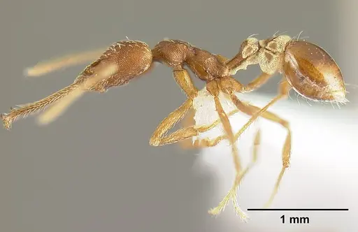 Strumigenys cordovensis specimen JTLC000006964 image jtlc000006964_4