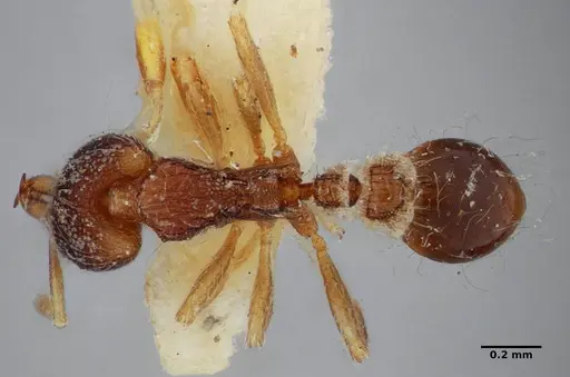 Strumigenys cosmostela specimen ANTWEB1032496 image antweb1032496_1